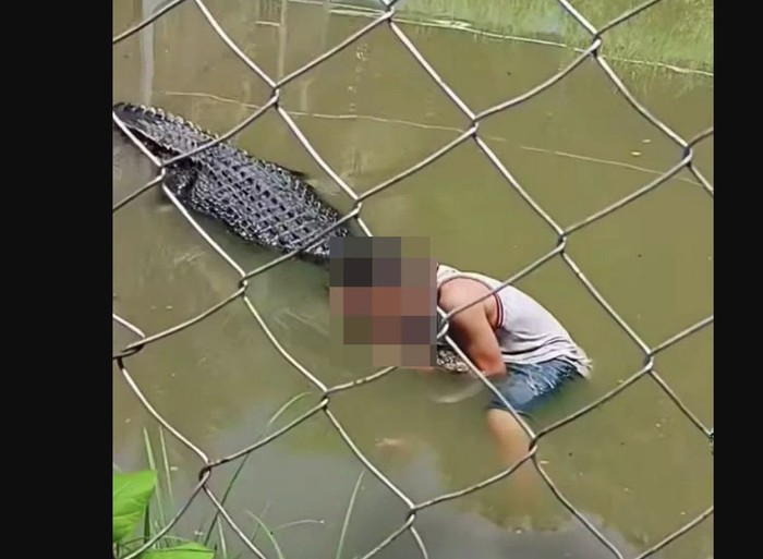 Detik-detik Menegangkan: Selfie Buaya Berujung Maut di Kebun Binatang