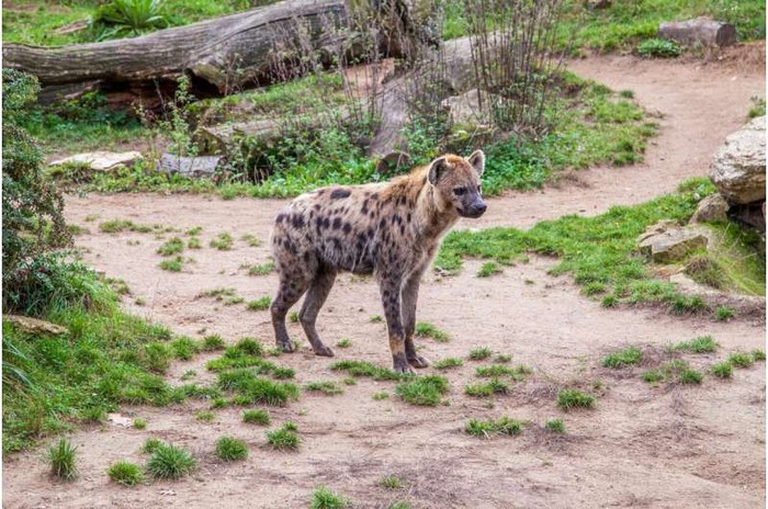 Hyena Tutul: Penemuan Mengejutkan Setelah 5000 Tahun Hilang