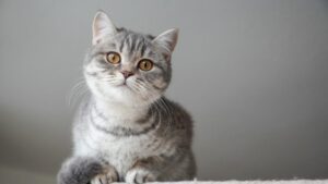 Rahasia Silsilah Kucing Anda: Jejak Mesir Kuno Terungkap